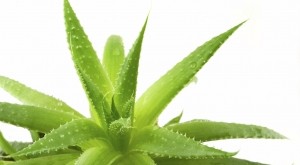 aloe