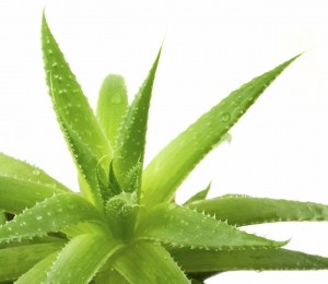 aloe