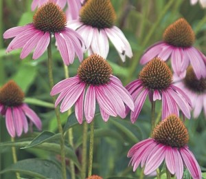 echinacea