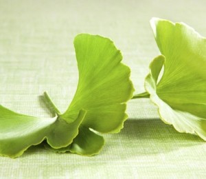 ginko biloba