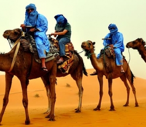 Ce contine cocoasa camilei?