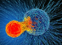 cancer celule canceroase
