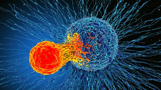 cancer celule canceroase