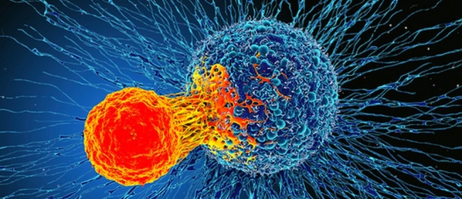 cancer celule canceroase