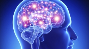 creier sanatos