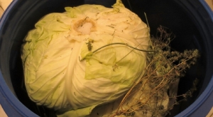 cum pui varza la murat