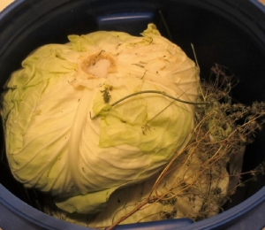 cum pui varza la murat