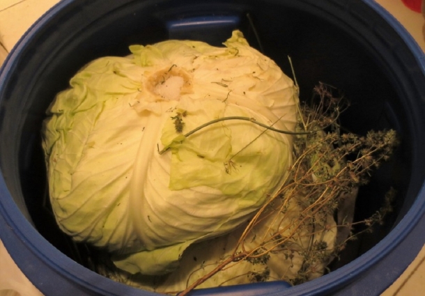 cum pui varza la murat