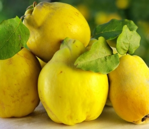 gutui