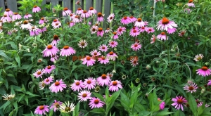 echinacea
