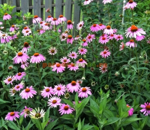 echinacea
