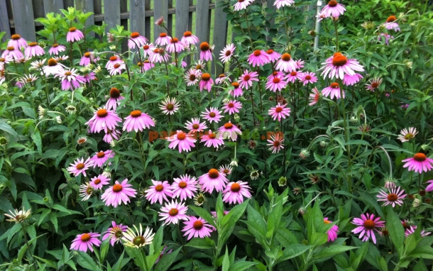 echinacea