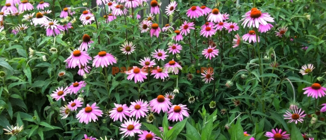 echinacea