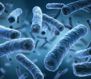 bacterie