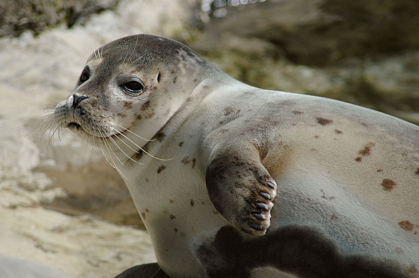 foca