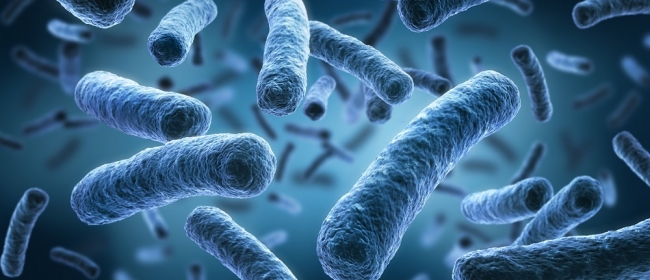 bacterie