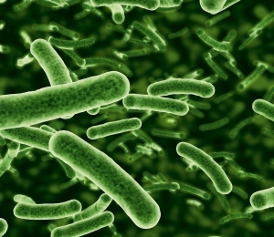bacterie