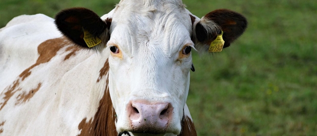 vaca