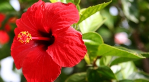 hibiscus