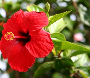 hibiscus