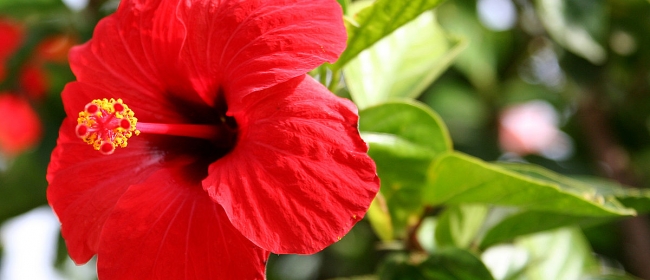 hibiscus